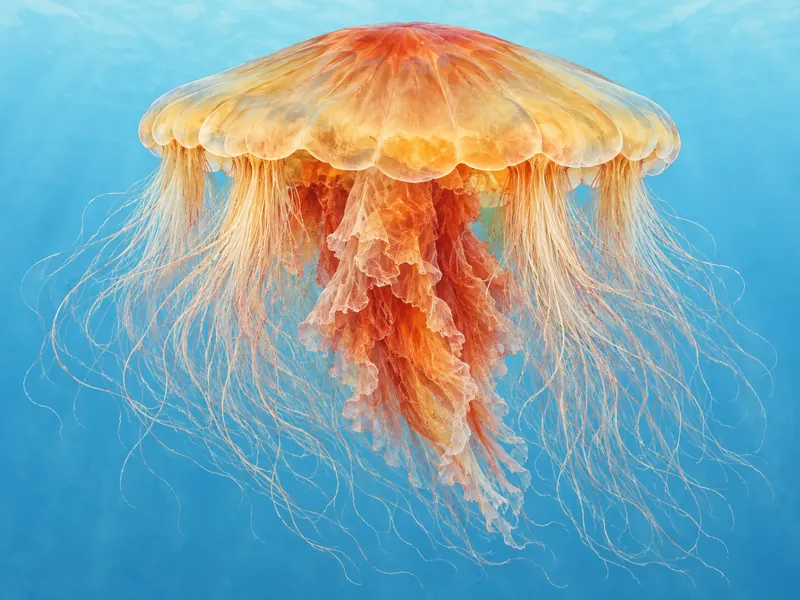 Illustration: a lion’s mane jellyfish — a flat yellowish-orange bell with dense bundles of fine tentacles and folded oral arms