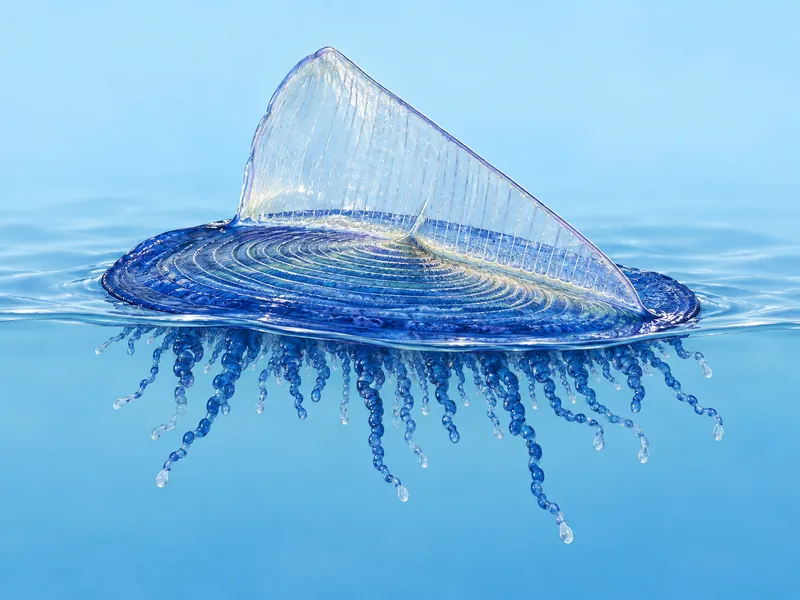 Illustration: a by-the-wind sailor — a blue oval float with a short fringe and a clear triangular sail on top